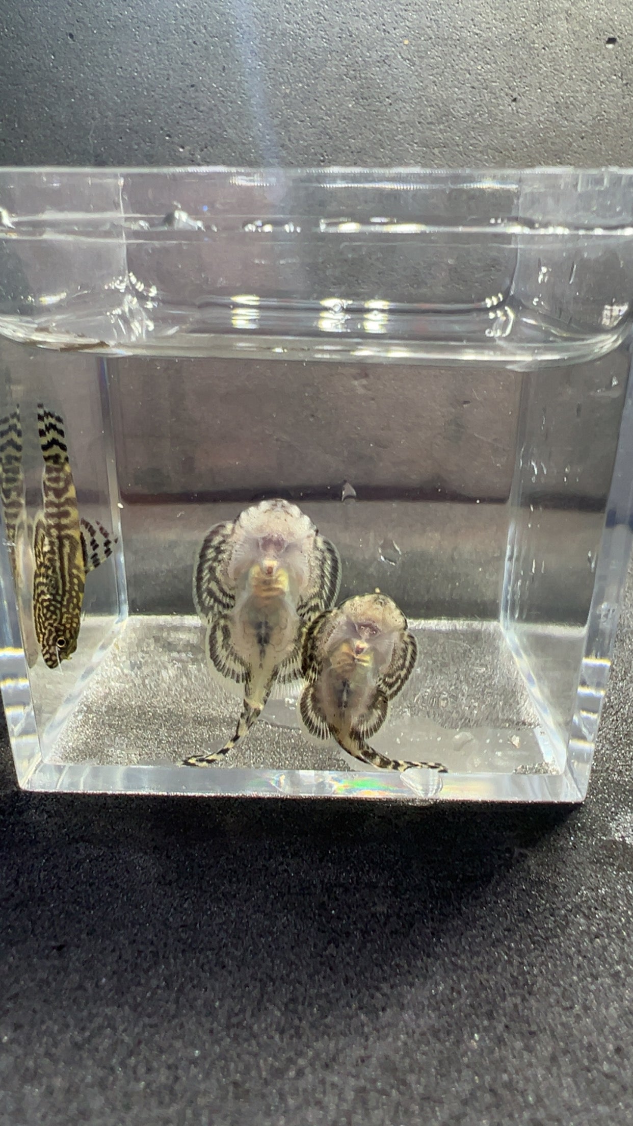 X10 Hillstream Loach- Nathan
