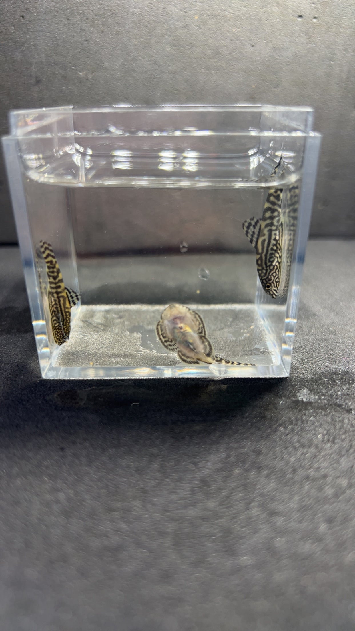 X10 Hillstream Loach- Nathan