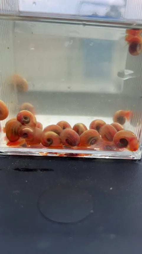 Pink Ramshorn Snail (Rare)