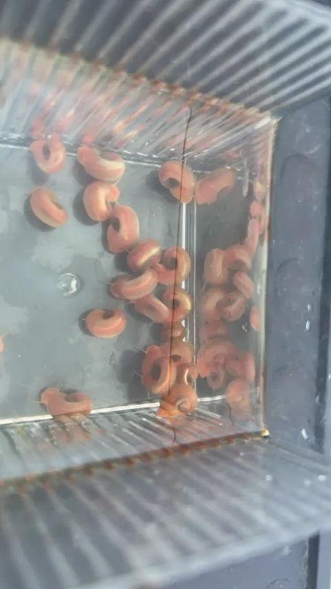 Pink Ramshorn Snail (Rare)