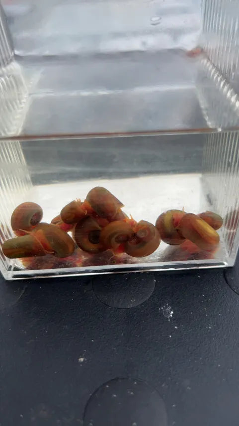 Red Ramshorn Snail