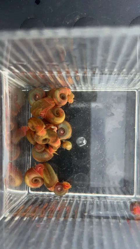 Red Ramshorn Snail