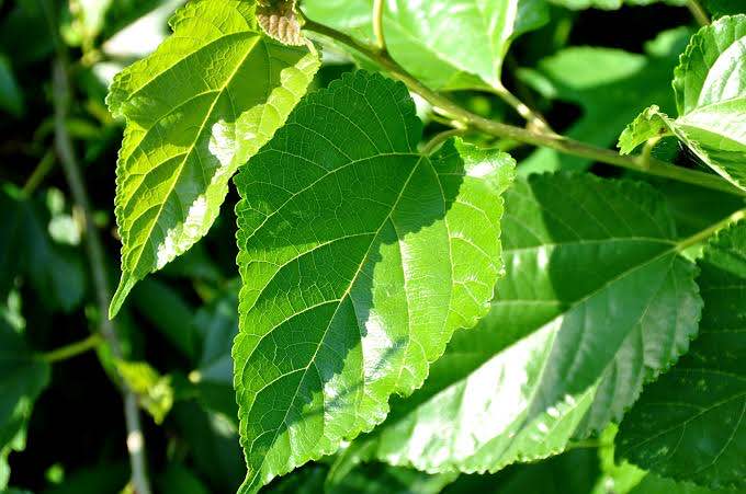 Mulberry leaves (20 pack)