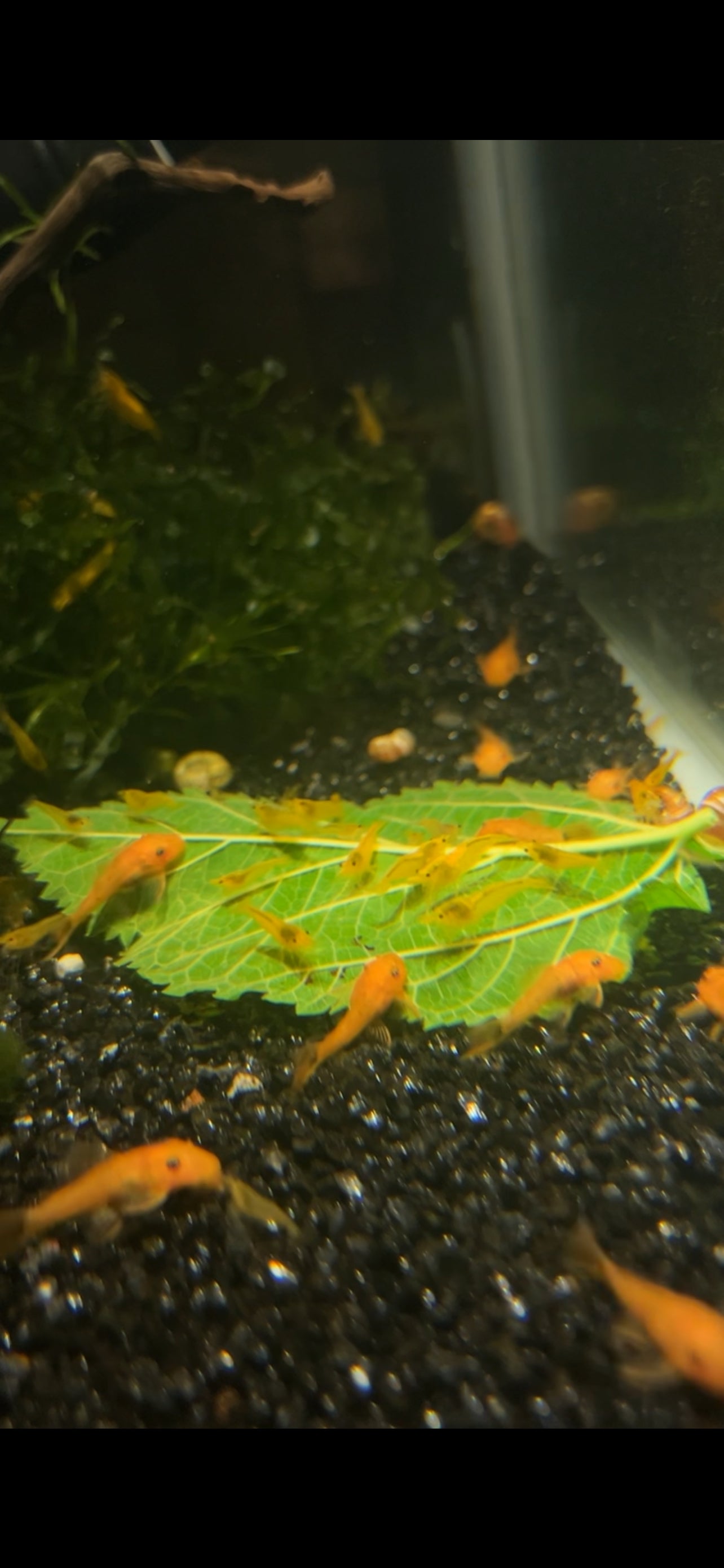 Mulberry leaves (20 pack)