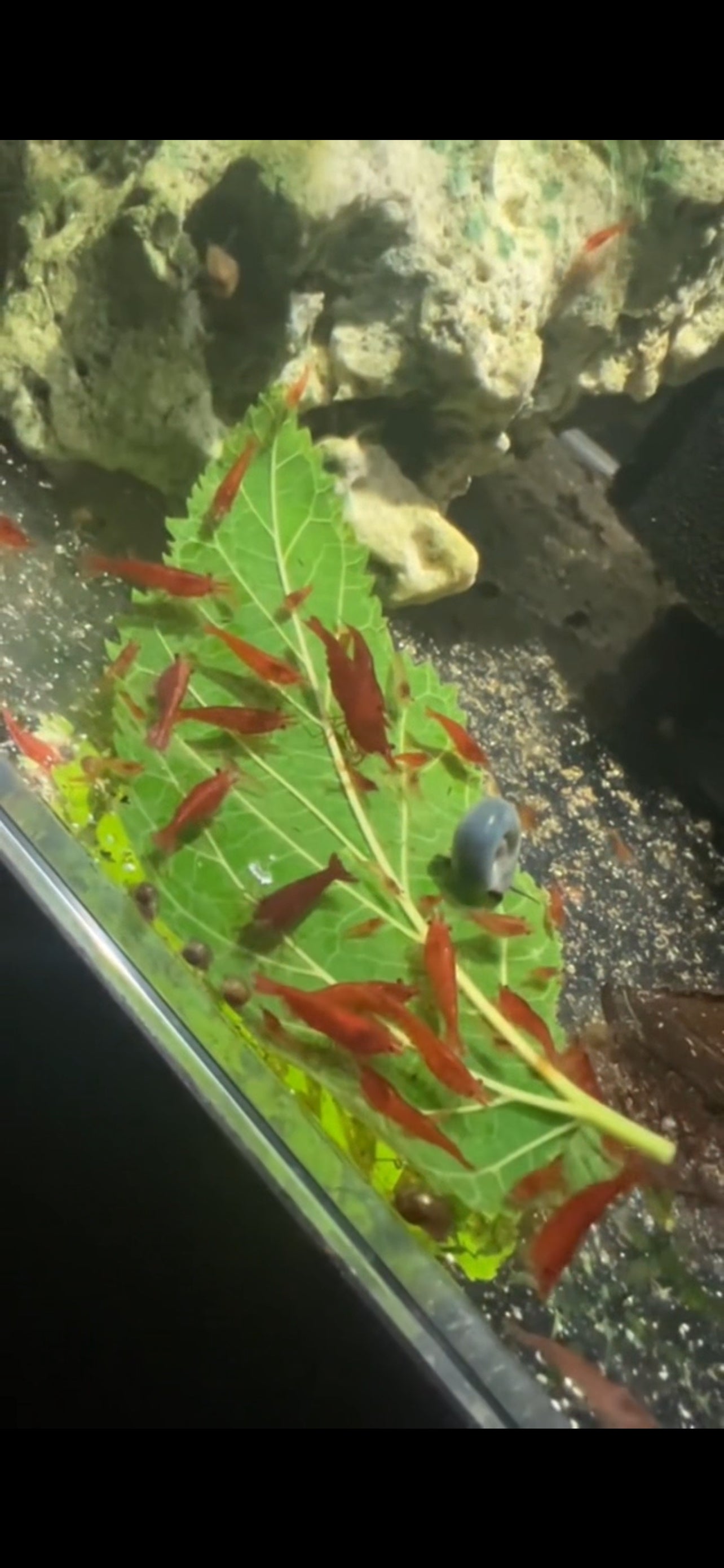 Mulberry leaves (20 pack)