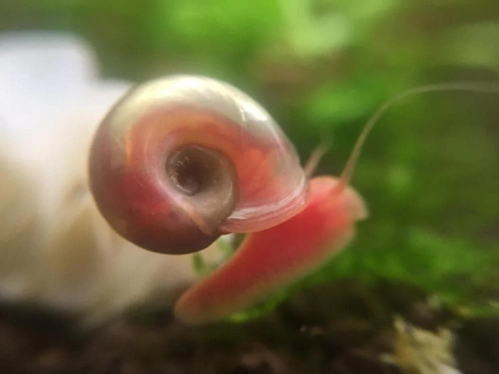 Pink Ramshorn Snail (Rare)