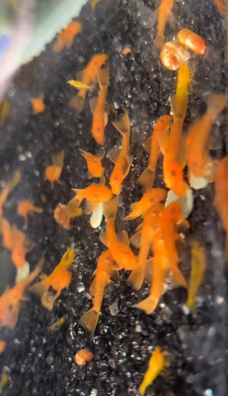 (PICK UP ONLY) Super red Bristlenose pleco 2cm