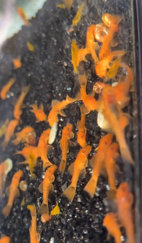 (PICK UP ONLY) Super red Bristlenose pleco 2cm