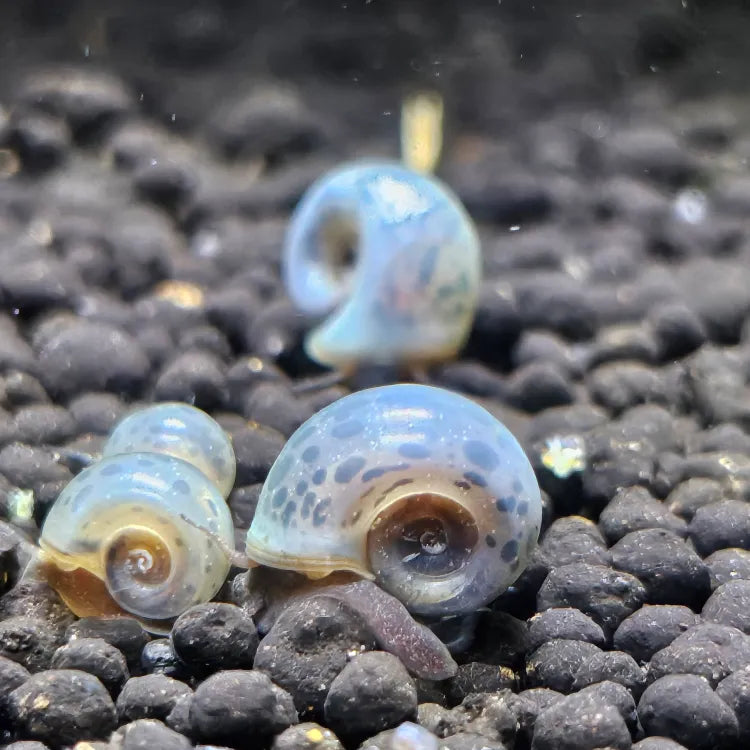 Blue Ramshorn Snail (Rare)