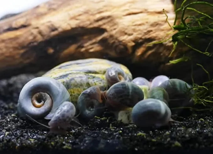 Blue Ramshorn Snail (Rare)