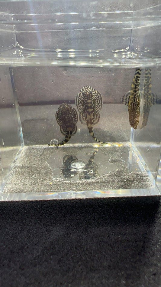 X10 Hillstream Loach- Nathan