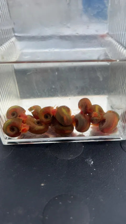 Red Ramshorn Snail