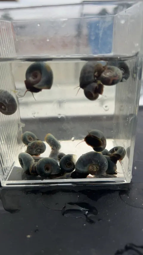 Blue Ramshorn Snail (Rare)