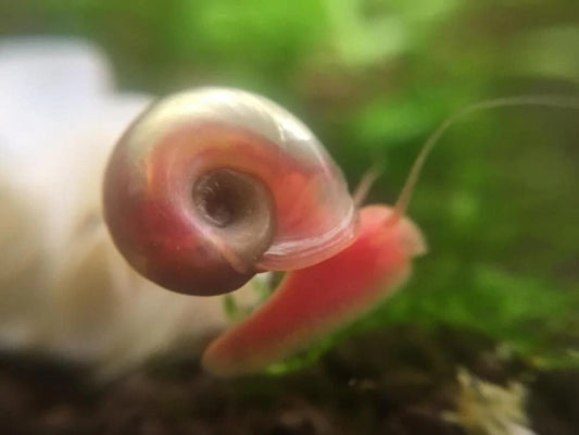 Pink Ramshorn Snail (Rare)
